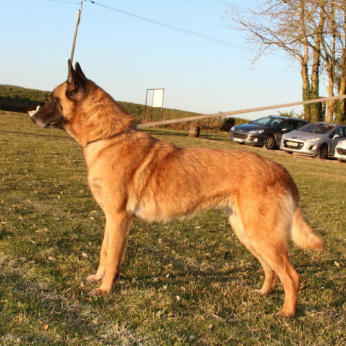 Malia du Domaine de Sécam chienne a l'elevage du paradis malinois des edelweiss chien