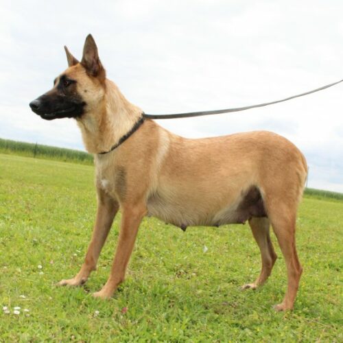 Marley des Brym de la Provote malinois à l'elevage du paradis des edelweiss