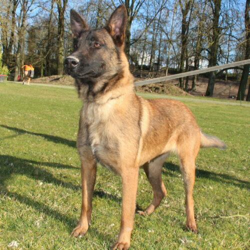 Ola des Terres Behennoises chien malinois, photo officiel