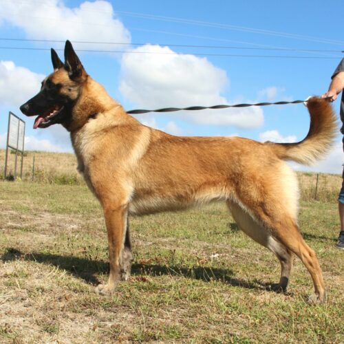 Paka cheinne berger malinois, super maman