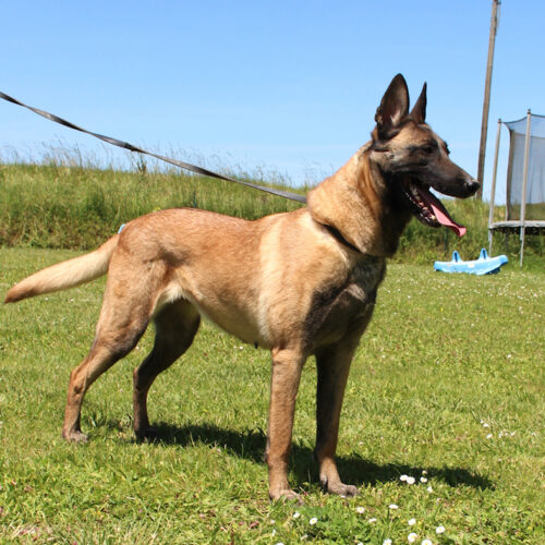 berger malinois