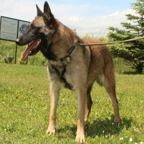 Chien de berger malinois