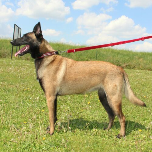 Prada du Paradis des Edelweiss chienne de berger belge malinois photo dans l'herbe