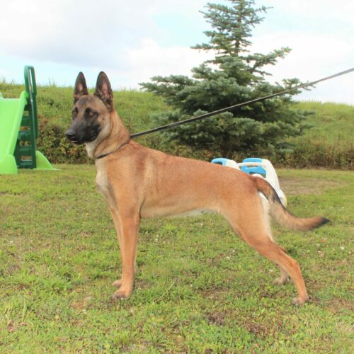 Chienne reproductrice Roxy de l'elevage du paradis des Edelweiss