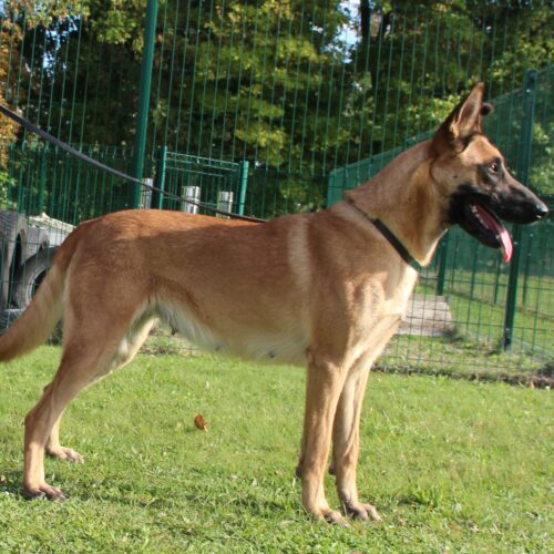 Roxy du paradis des edelweiss, berger malinois depout dans l'herbe