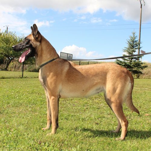 Shadow du Domaine des Crocs d_Argent photo en laisse officiel du chien