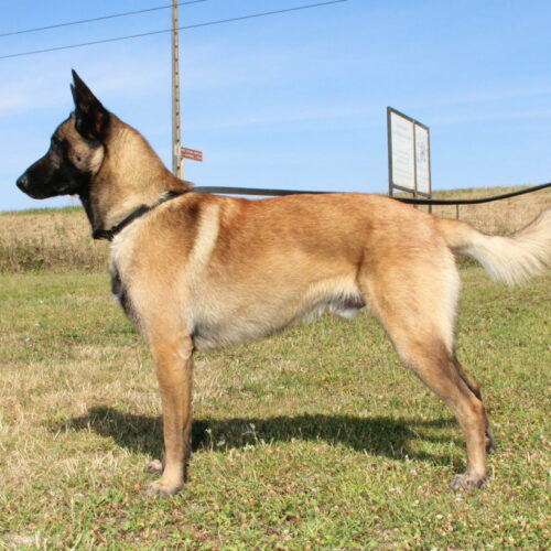 Sultan du Paradis des Edelweiss, étalon berger berger malinois photo officiel