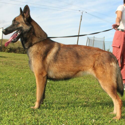 Tosca du paradis des edelweiss, chienne, berger belge malinois, tenue en laisse pour photo officiel
